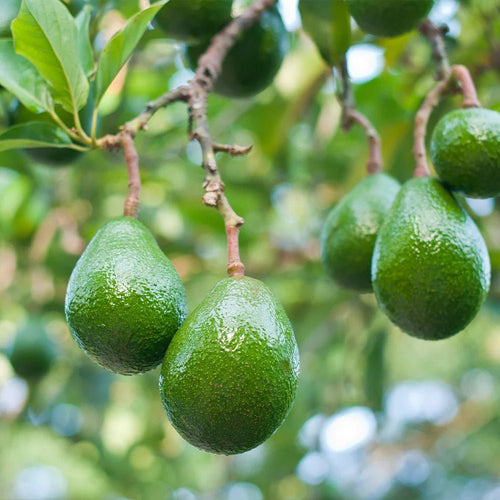 Avocado Choquette (A Type) 1L - Ladybird Nursery