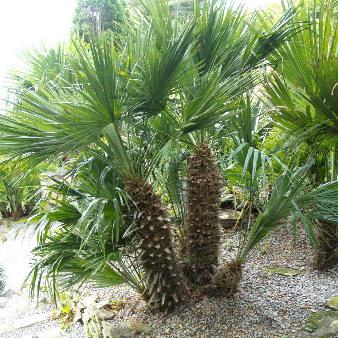 European Fan Palm (Chamaerops humilis) - Ladybird Nursery