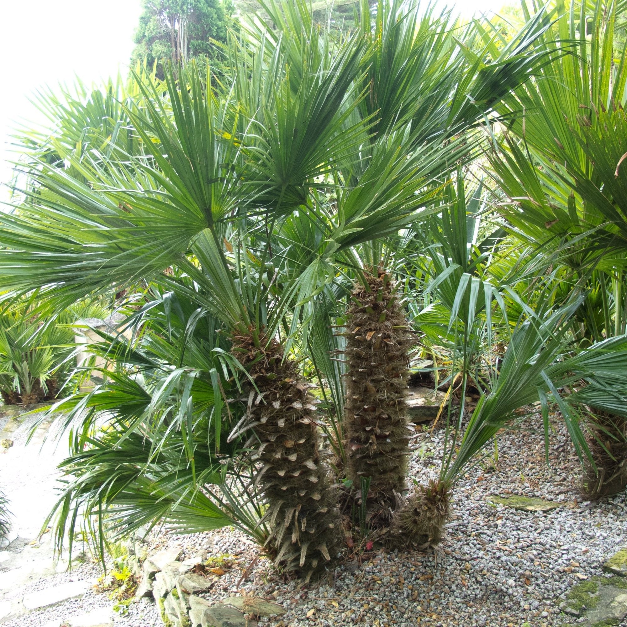 European Fan Palm (Chamaerops humilis) - Ladybird Nursery