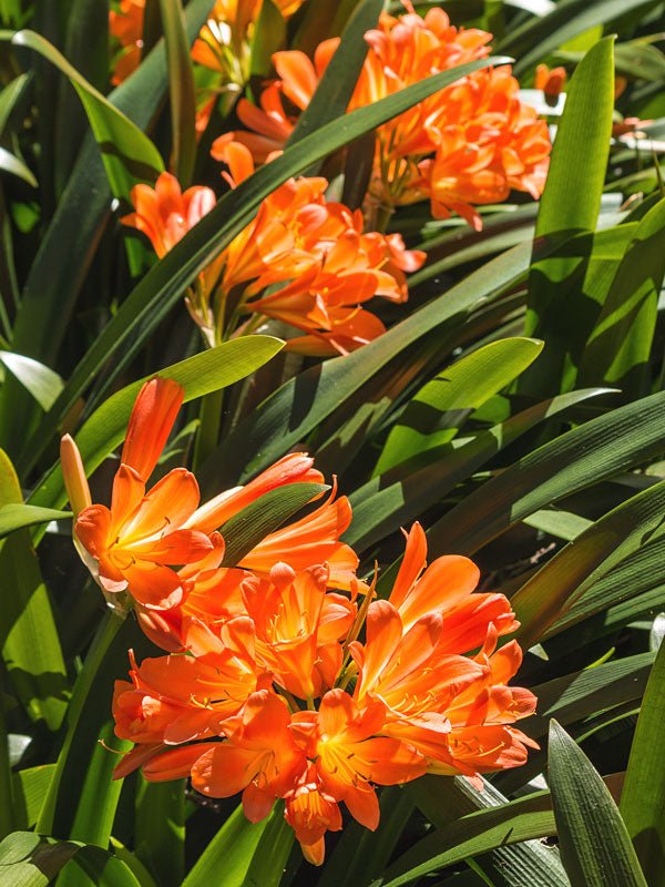 Clivia Hybrid Orange - Ladybird Nursery