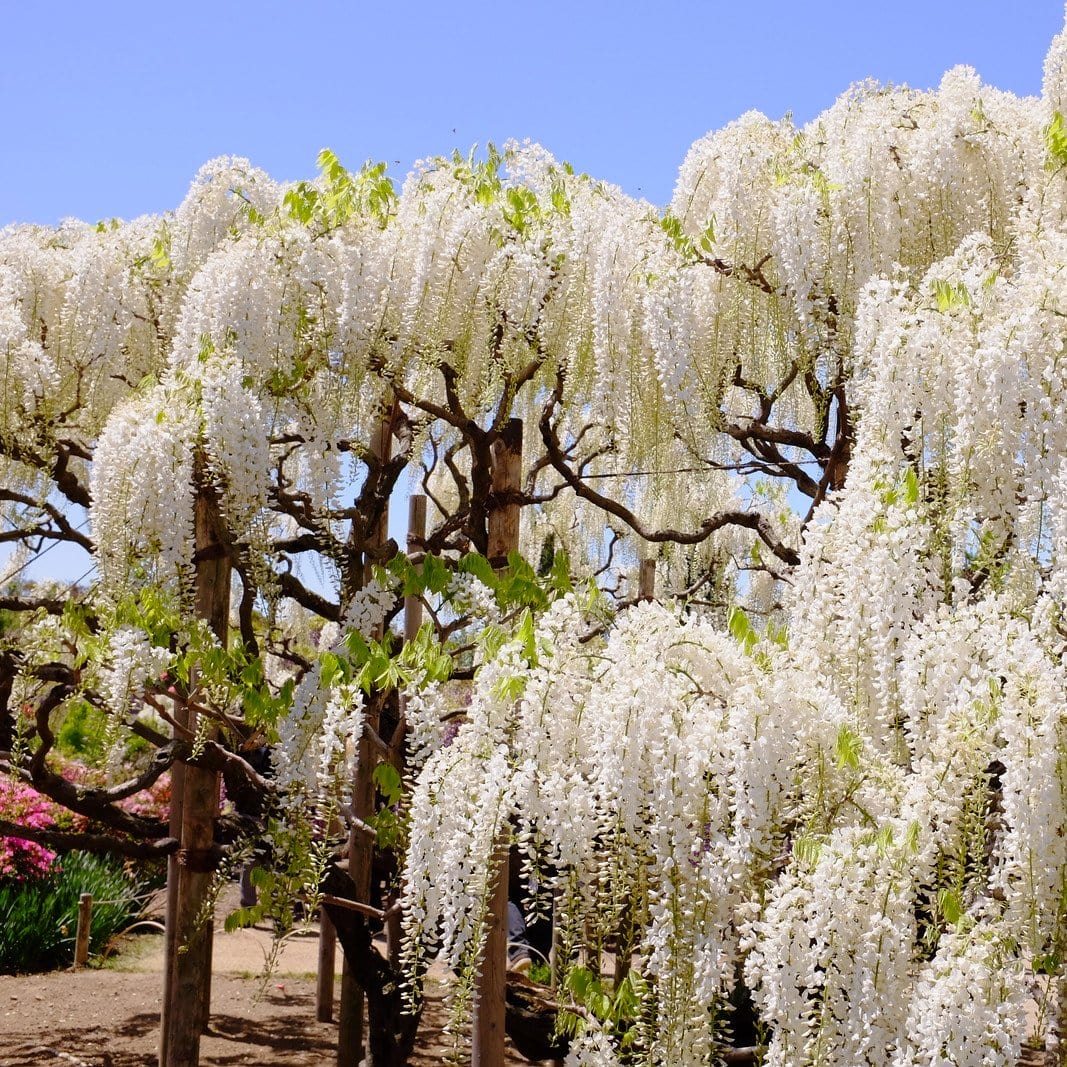 White Chinese Wisteria Alba (Wisteria sinensis)