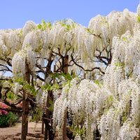 White Chinese Wisteria Alba (Wisteria sinensis) - Ladybird Nursery