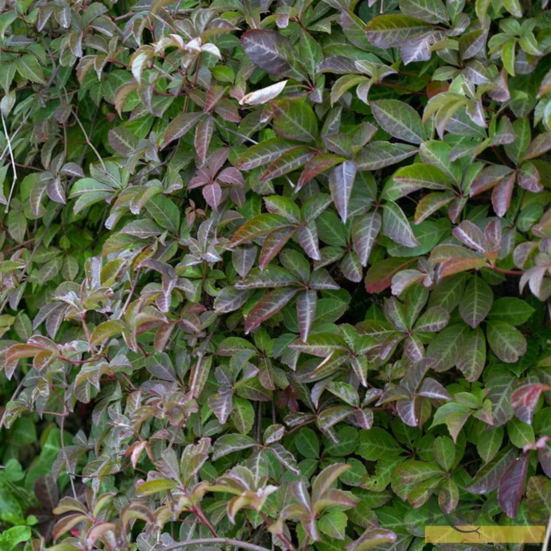 Chinese Virginia Creeper (Parthenocissus henryana) - Ladybird Nursery