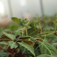 Chinese Virginia Creeper (Parthenocissus henryana)