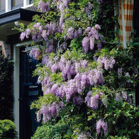 Chinese Wisteria Rosea (Wisteria sinensis)