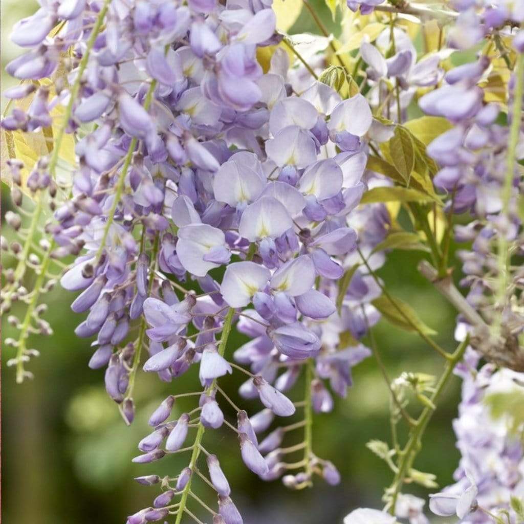 Japanese Wisteria Lavender Lace (Wisteria) - Ladybird Nursery