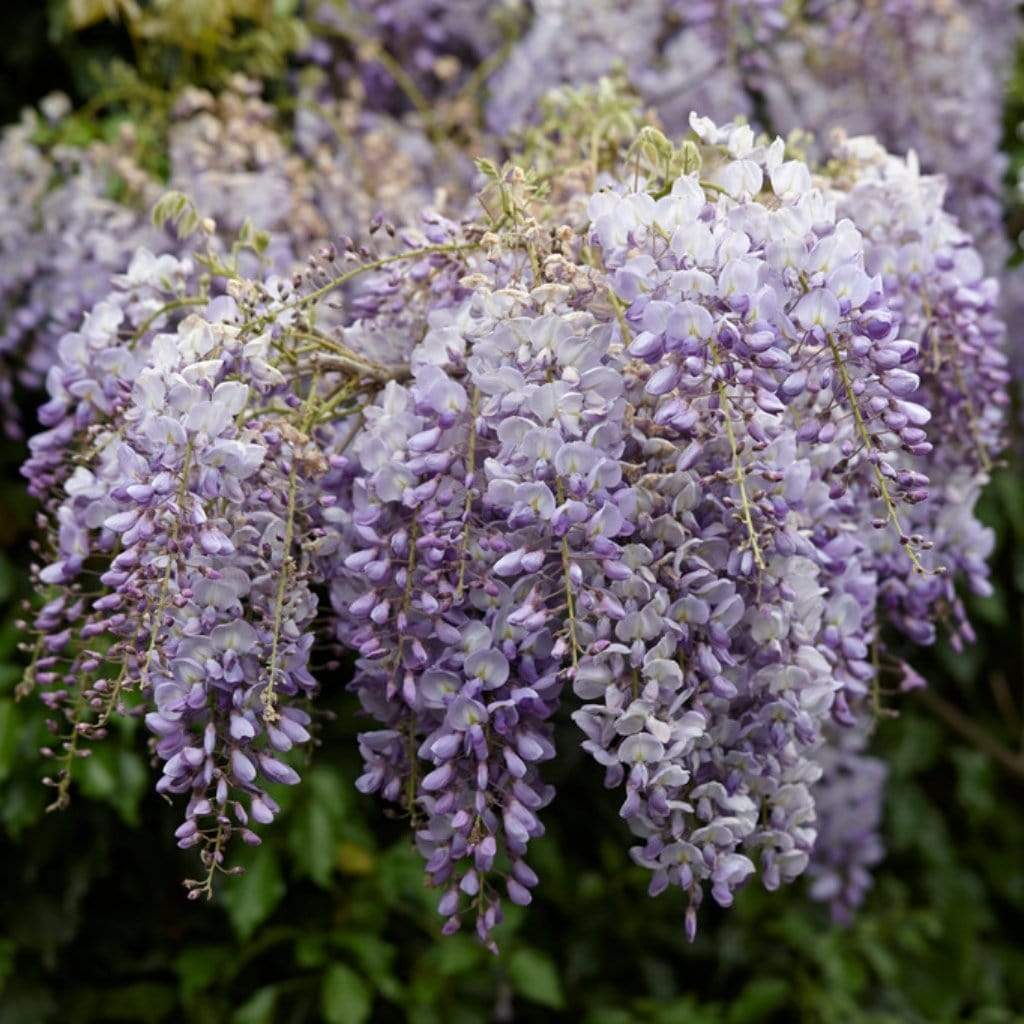 Japanese Wisteria Lavender Lace (Wisteria)
