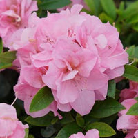 Azalea Cliffs Choice - Ladybird Nursery