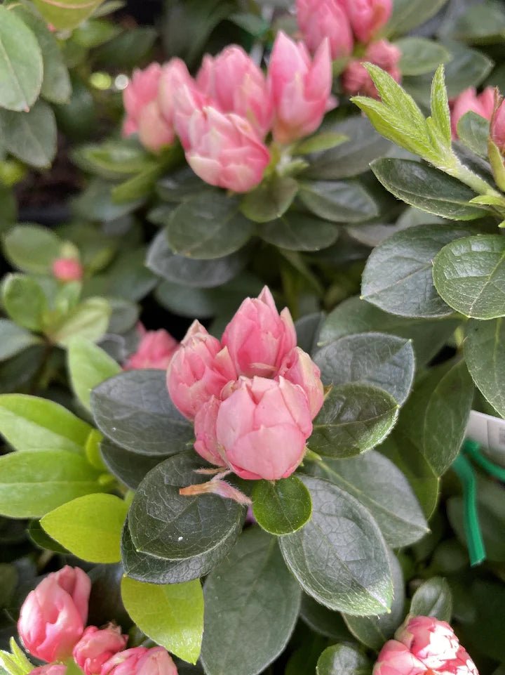 Azalea Cliffs Choice - Ladybird Nursery