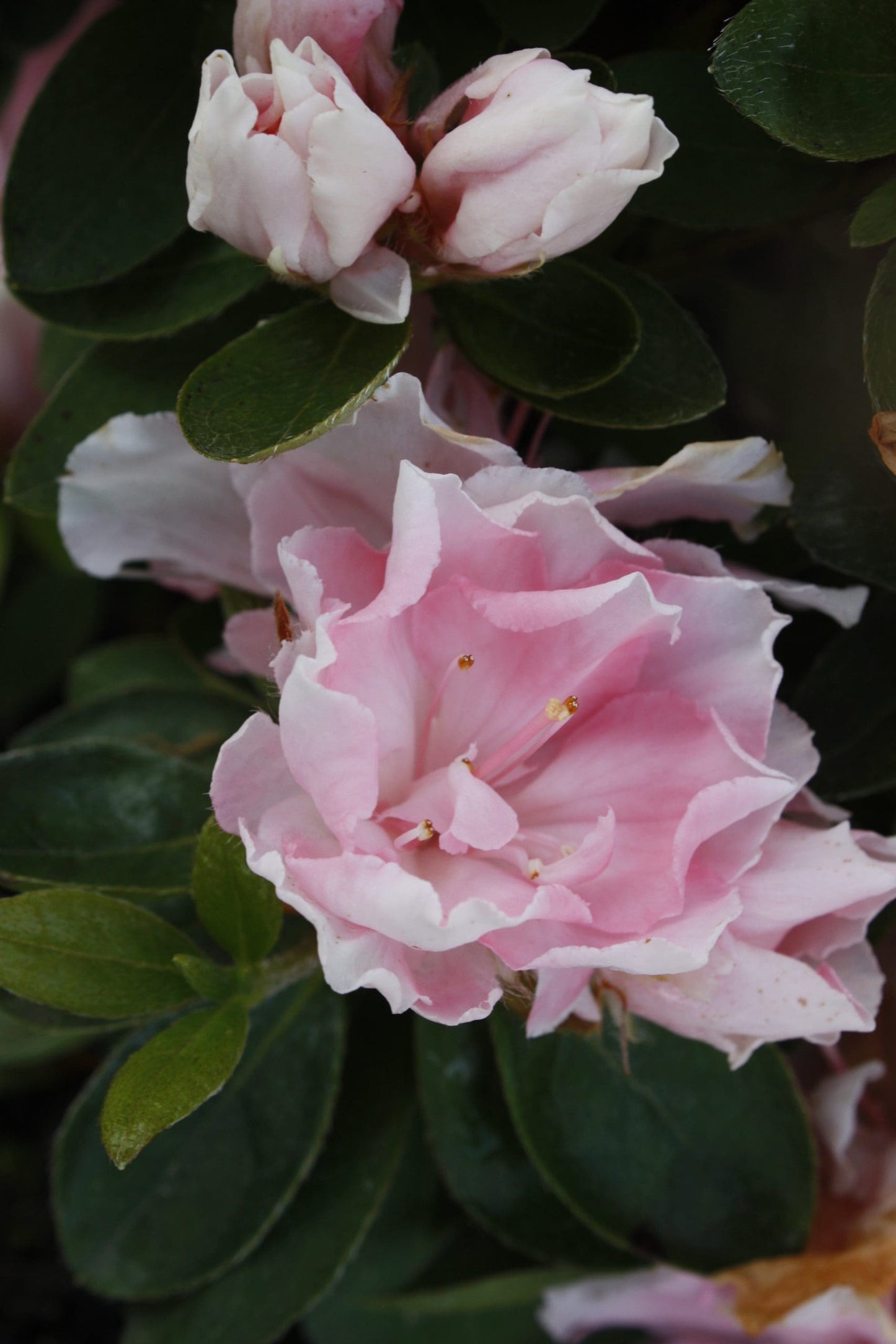 Azalea Cliffs Choice