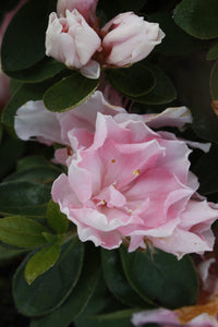 Azalea Cliffs Choice