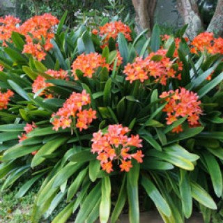 Bush Lily Mixed (Clivia miniata)