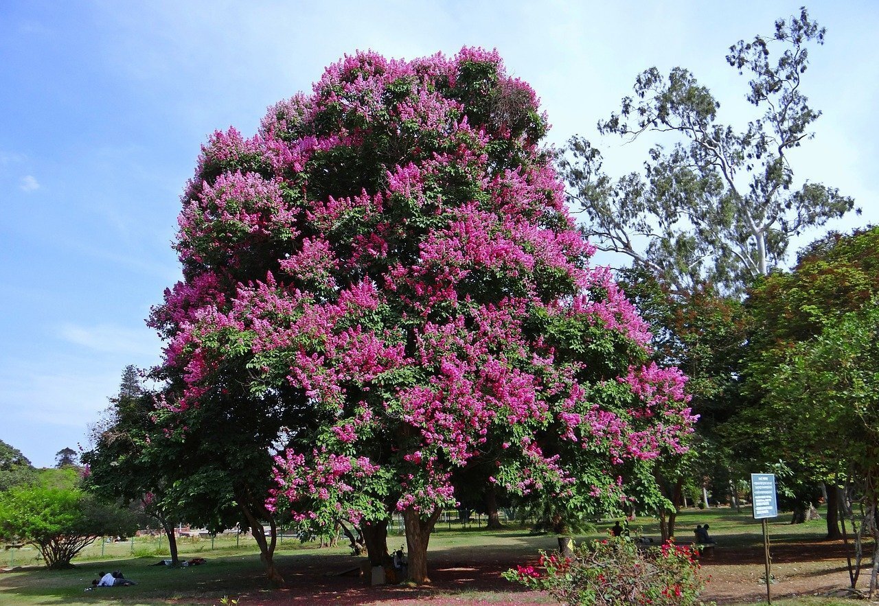 Crepe Myrtle Heliotrope Beauty (Lagerstroemia indica)