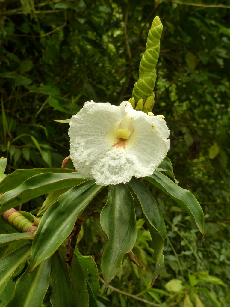 Yellow Spiral Ginger (Dimerocostus strobilaceous)