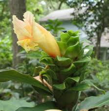 Unknown Costus World Traveller (Costus varzearum)