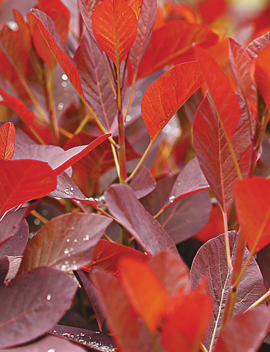 Grace Smokebush (Cotinus coggygria) 140mm pots - Ladybird Nursery