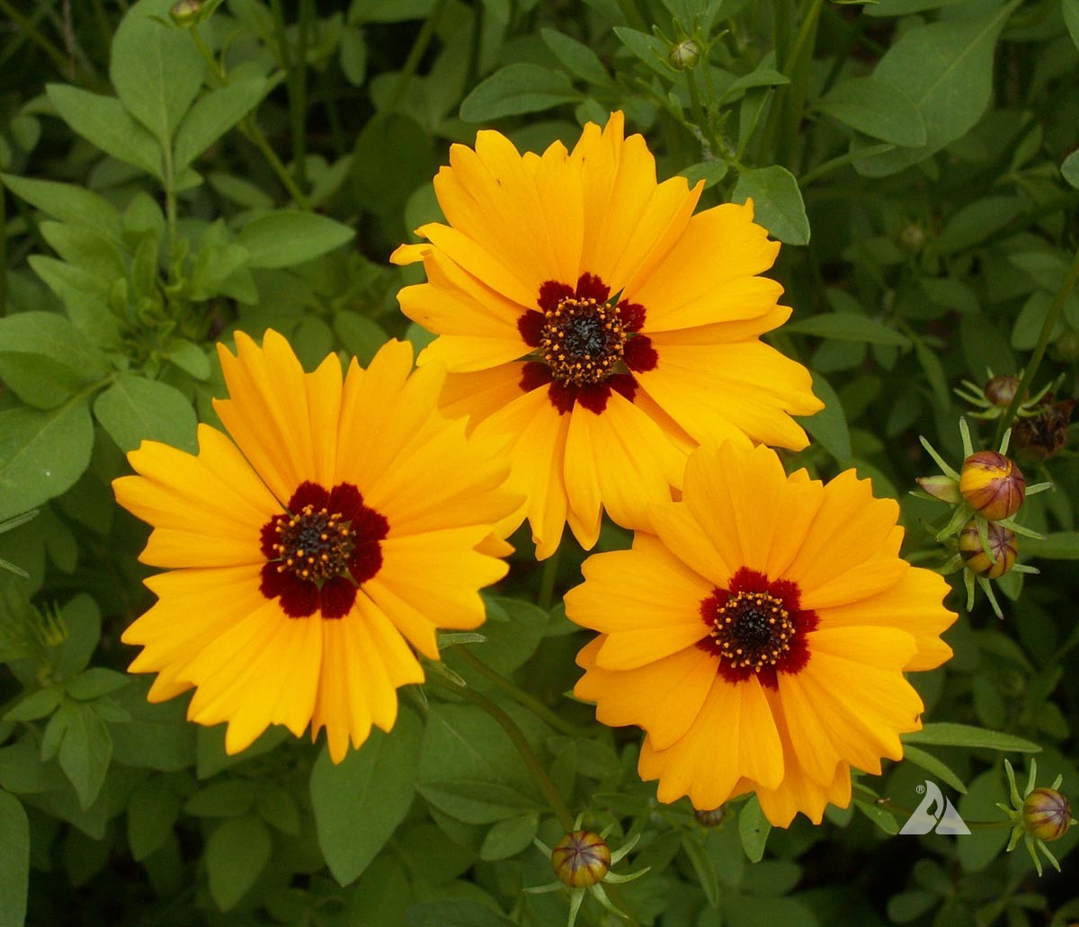 Tickseed Gain (Coreopsis Golden)