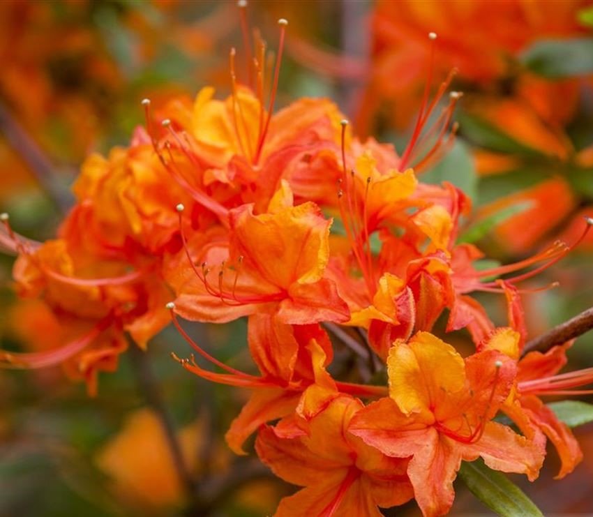 Azalea coccinea - Ladybird Nursery