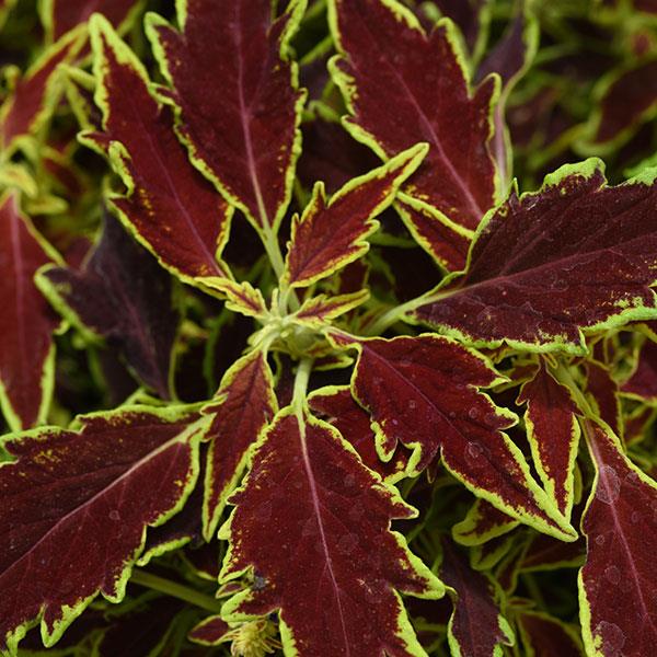 Coleus Chipotle - Ladybird Nursery