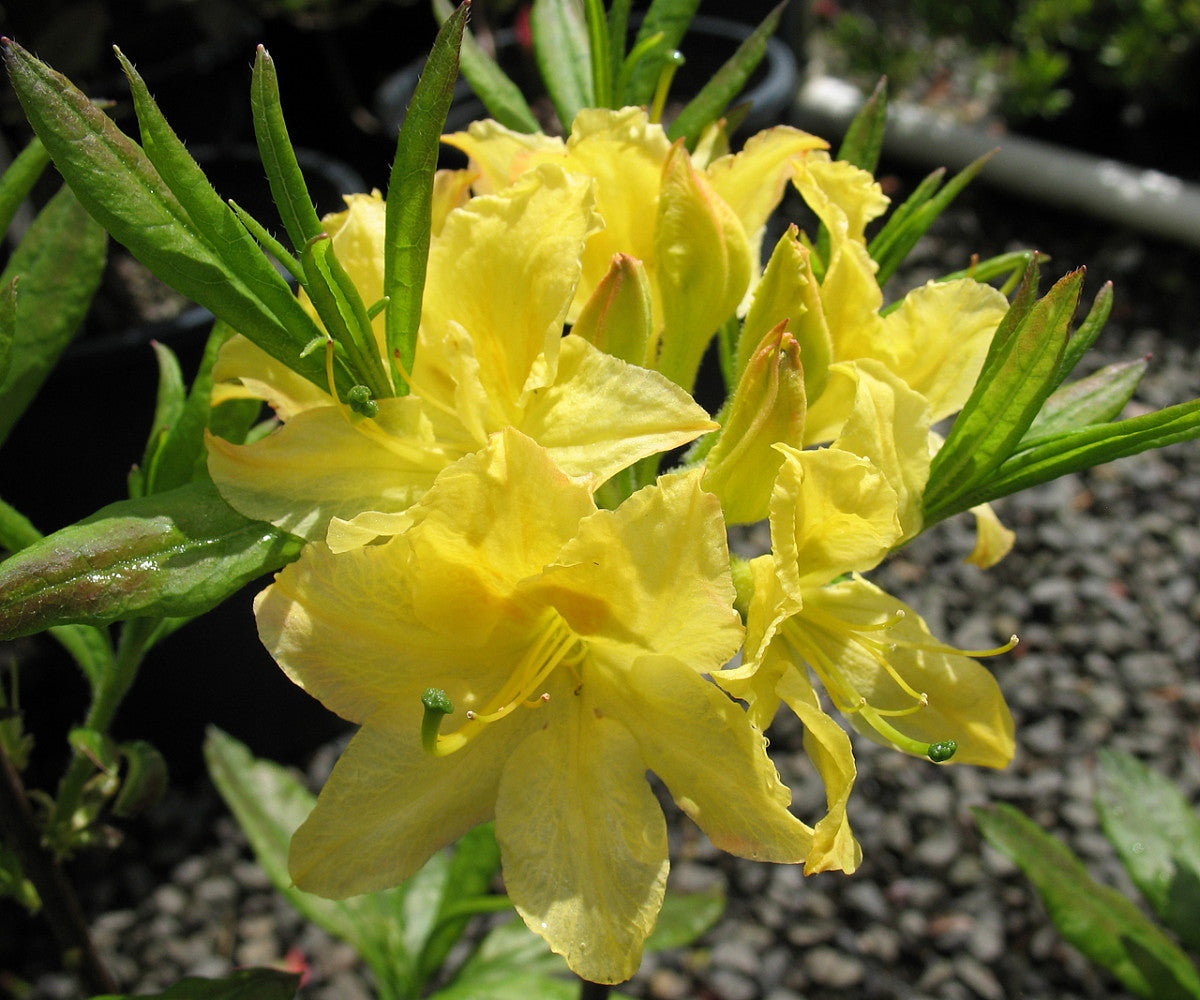 Azalea Mollis Golden Comet