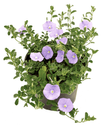 Blue Rock Bindweed (Convolvulus sabatius) - Ladybird Nursery