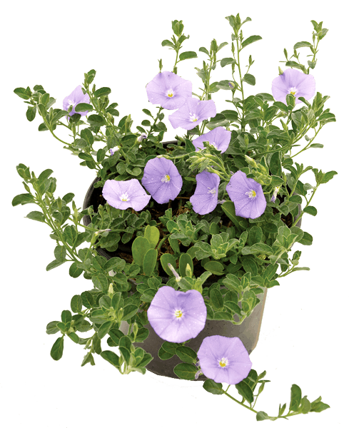 Blue Rock Bindweed (Convolvulus sabatius) - Ladybird Nursery