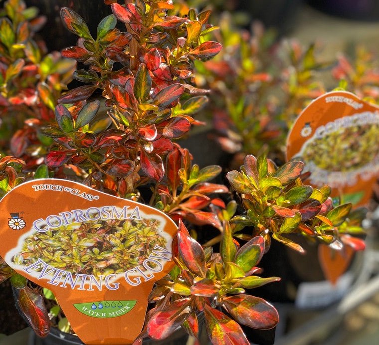 Coprosma Evening Glow - Ladybird Nursery