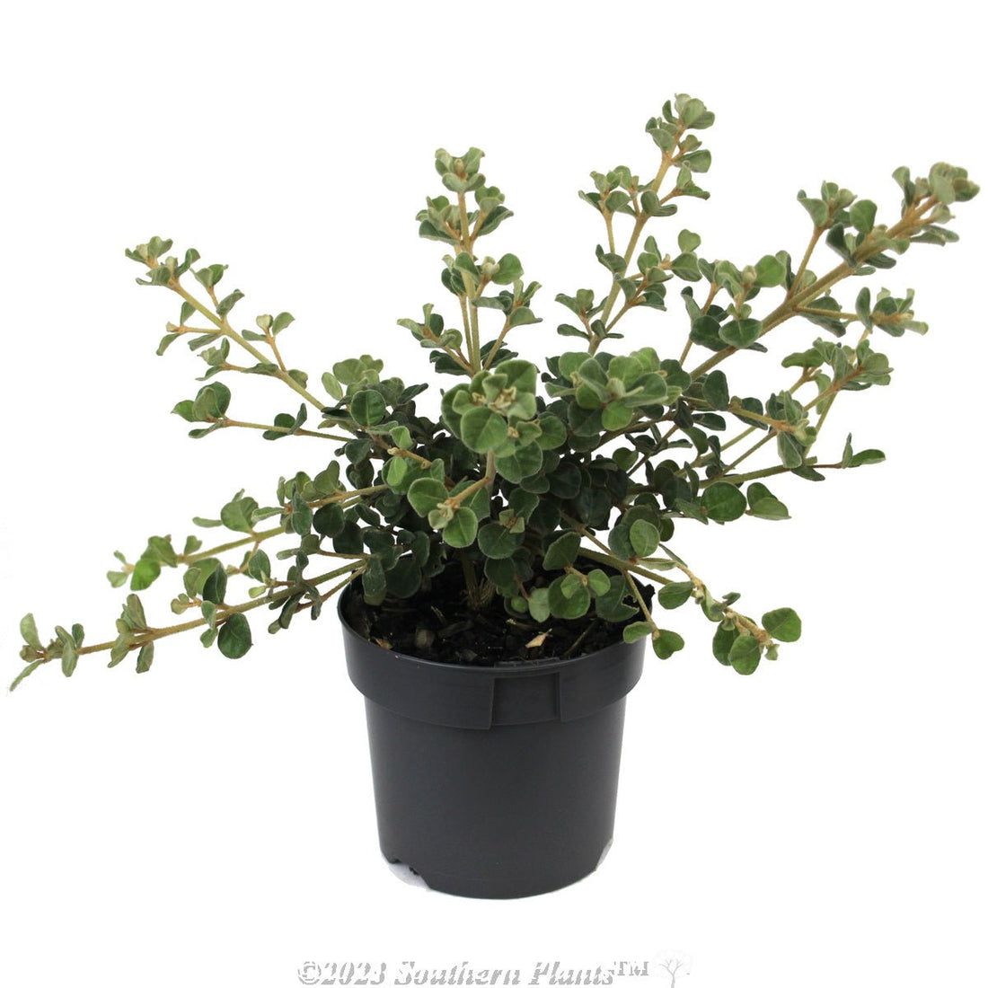 White Correa (Correa alba) - Ladybird Nursery