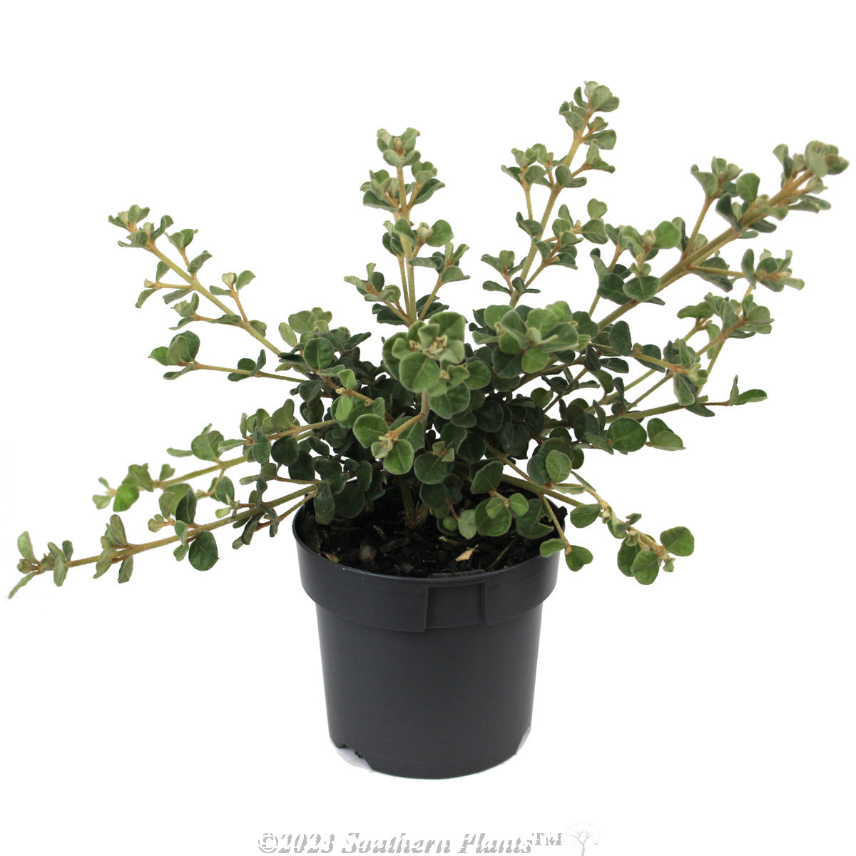 White Correa (Correa alba)