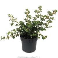 White Correa (Correa alba)