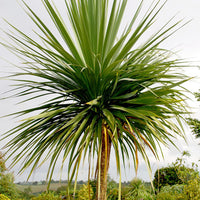 Cordyline (Cordyline australis)