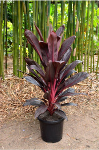 Cordyline Firebrand (Cordyline fruticosa) - Ladybird Nursery