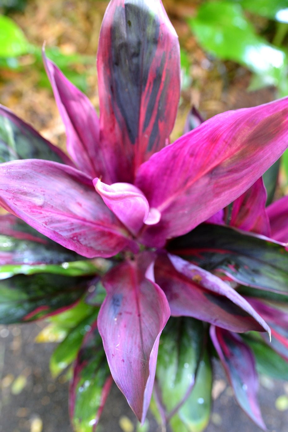 Cordyline fruticosa 'Purple Prince' - Ladybird Nursery
