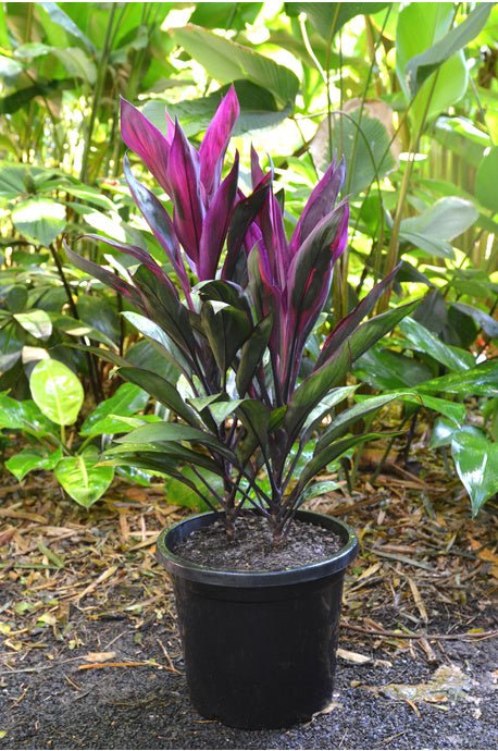Cordyline fruticosa 'Purple Prince' - Ladybird Nursery