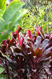 Cordyline Rubra (Cordyline fruticosa)