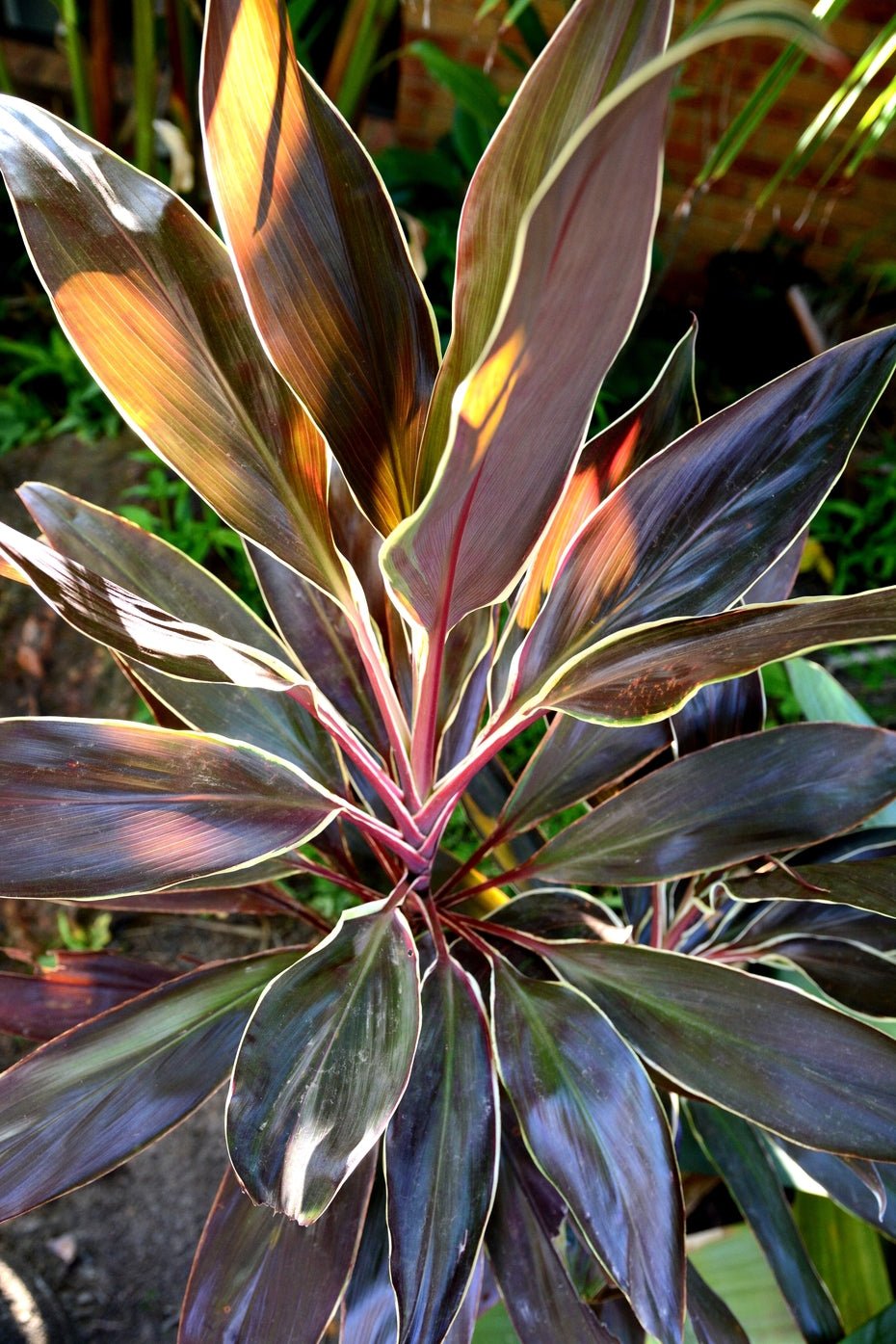 Cordyline Tartan (Cordyline fruticosa) - Ladybird Nursery