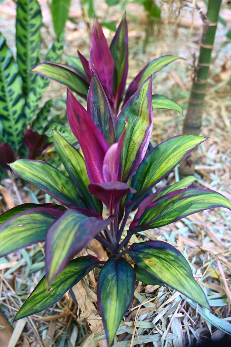 Cordyline fruticosa 'Purple Prince' - Ladybird Nursery