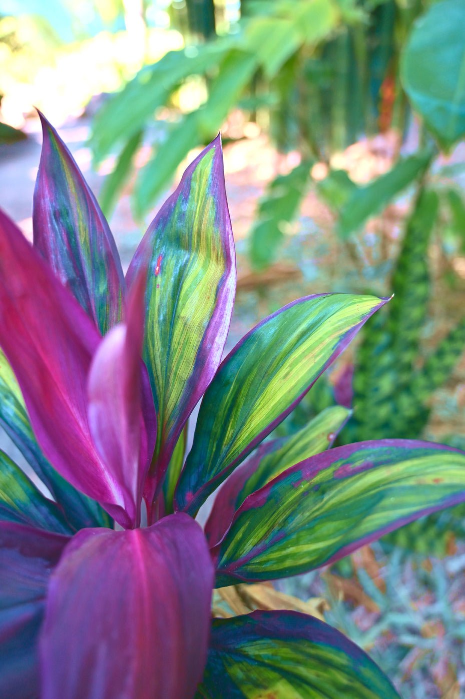 Cordyline fruticosa 'Purple Prince' - Ladybird Nursery