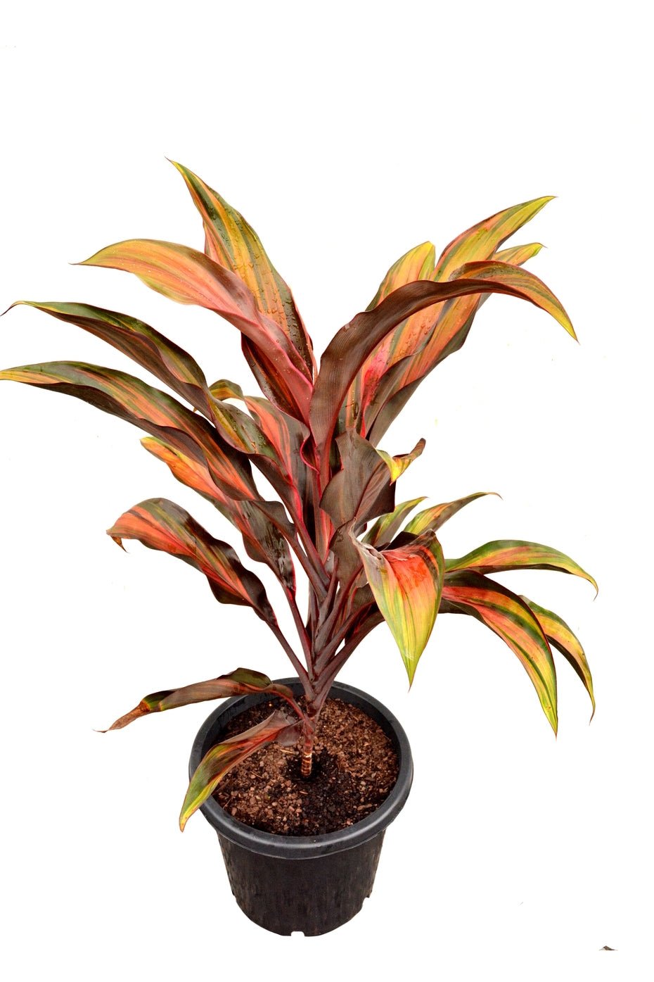 Cordyline Hilo Rainbow (Cordyline fruticosa) - Ladybird Nursery