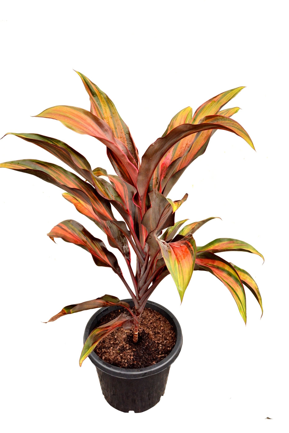 Cordyline Hilo Rainbow (Cordyline fruticosa)