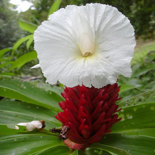 Crepe Ginger (Cheilocostus speciosus) - Ladybird Nursery