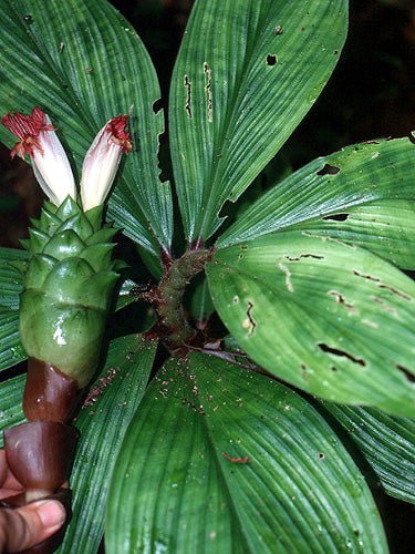 Amazon Costus (Costus amazonicus) - Ladybird Nursery
