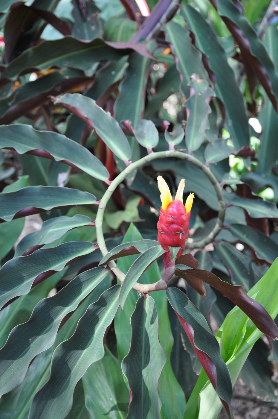 Unknown Costus (Costus vargasii) - Ladybird Nursery