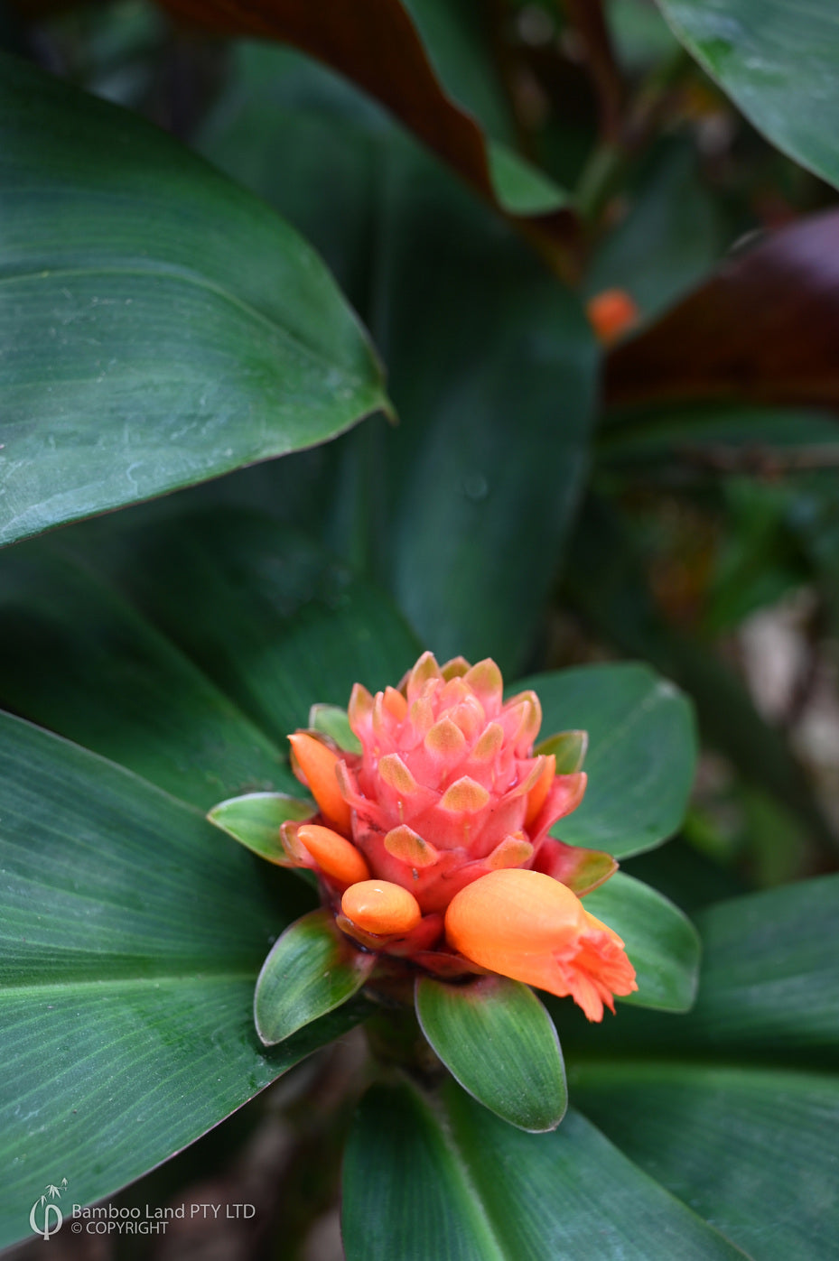 Unknown Costus World Traveller (Costus varzearum)