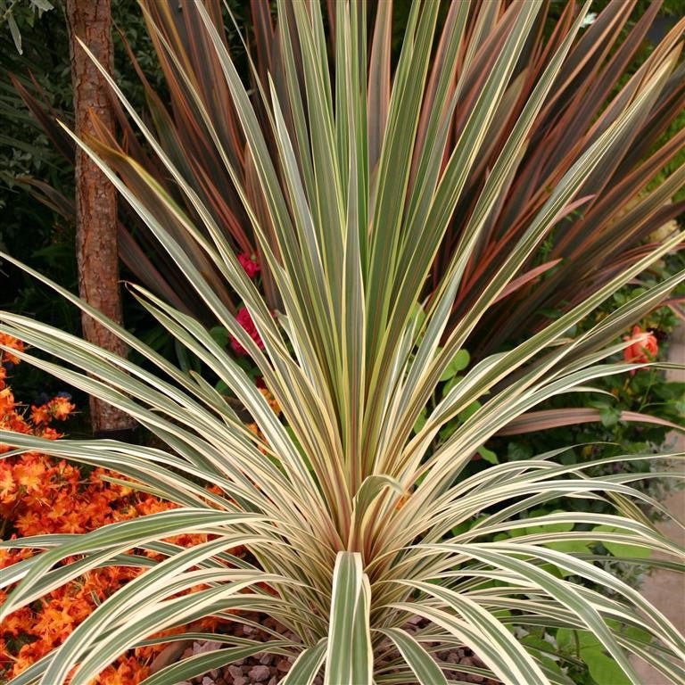 Cordyline Purple Dazzler (Cordyline australis) - Ladybird Nursery