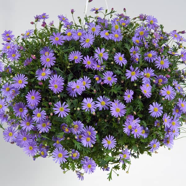 Swan River Daisy Brasco Violet (Brachyscome angustifolia) - Ladybird Nursery