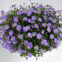 Swan River Daisy Brasco Violet (Brachyscome angustifolia) - Ladybird Nursery