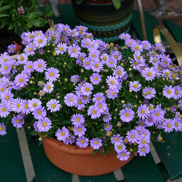 Swan River Daisy Mauve Delight (Brachyscome) - Ladybird Nursery