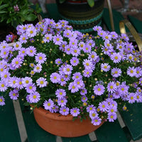 Swan River Daisy Mauve Delight (Brachyscome)