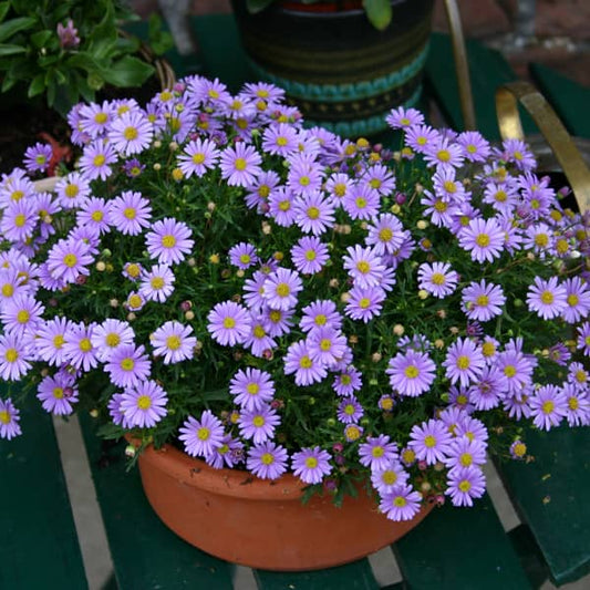 Swan River Daisy Mauve Delight (Brachyscome)